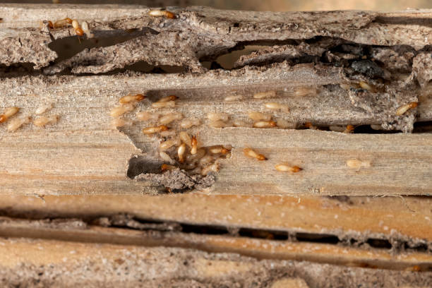 Best Exterminator Services  in Shandon, CA