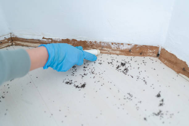 Best Bed Bug Extermination  in Shandon, CA