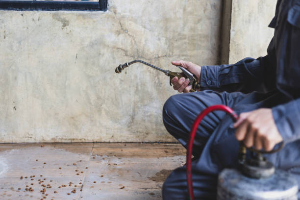 Best Wasp Removal Services  in Shandon, CA